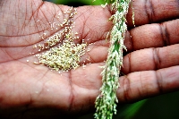 Teff Bitkisi Yetiştiriciliği Teff Bitkisi Yetiştiriciliği