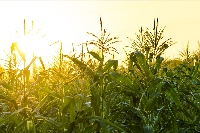 Baklagil Ve Buğdaygil Yem Bitkileri Nelerdir?