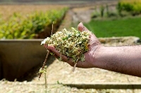 Buğdaygil Yem Bitkileri Nelerdir? Buğdaygil Yem Bitkileri Nelerdir?