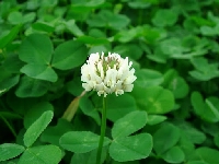 Üçgül (Trifolium Sp.) Yem Bitkisi