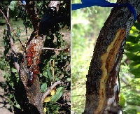 Sitospora Kanseri Hastalığı Belirtileri, Nedenleri Ve Mücadelesi