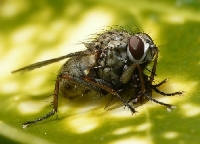 Diptera (Sinekler) Hakkında Detaylı Bilgi Ve Tarımsal Önemi