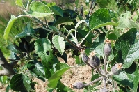 Elma Tarımında Yaygın Hastalıklar Ve Zararlı Böcekler