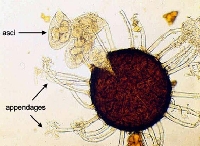 Bitki Koruma Ve Funguslar Hakkında Bilmeniz Gerekenler