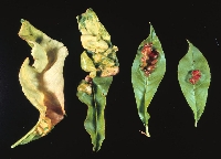 Badem Ağacında Görülen Hastalık Ve Zararlılar Nelerdir?