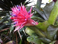 Aechmea Salon Bitkisi Bakımı Ve Yetiştiriciliği