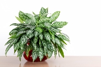 Aglaonema Salon Bitkisi Bakımı: Işık, Sulama Ve Yetiştiricilik