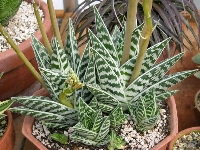 Aloe Variegata Bakımı Ve Yetiştiriciliği: Sukulent Salon Bitkisi