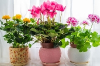 Çiçek Bakımı Nasıl Yapılır? Çiçek Bakımı Nasıl Yapılır?