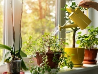 Salon Bitki Ve Çiçeklerde Bakım İşlemleri Nelerdir?