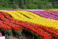 Kesme Çiçek Yetiştiriciliği Nasıl Yapılır?