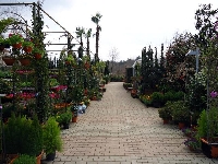 Dış Mekan Süs Bitkilerinin Bakımı Nasıl Olmalıdır?