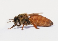 Ana Arı Nedir Görevleri Nelerdir?