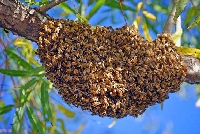 Arıların Oğul Verme Nedenleri Nelerdir?