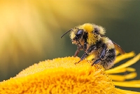 İşçi Arının Görevleri Nelerdir?