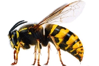 Eşek Arıları Ve Özellikleri Nelerdir?