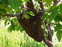 Arılarda Oğulu Önleme Nasıl Yapılır?