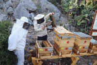 Arıcılıkta Kolonilerin Gezdirilmesi (Flora Takibi) Nasıl Yapılır? Arıcılıkta Kolonilerin Gezdirilmesi (Flora Takibi) Nasıl Yapılır?