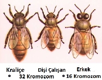 Arı Kolonisini Oluşturan Bireyler (Ana Arı, İşçi Arı, Erkek Arı)