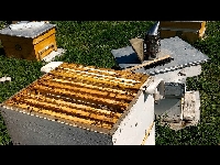 Arıcılıkta Kolonilerin Oğul Kontrolü Nasıl Yapılır?