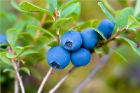 Yaban Mersini Yetiştiriciliği Notları