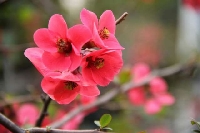 Japon Ayvası Ağacı