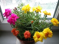 İpek (Kedi Tırnağı) Çiçeği