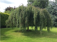 Huş Ağacı Huş Ağacı