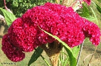 Horozibiği Çiçeği