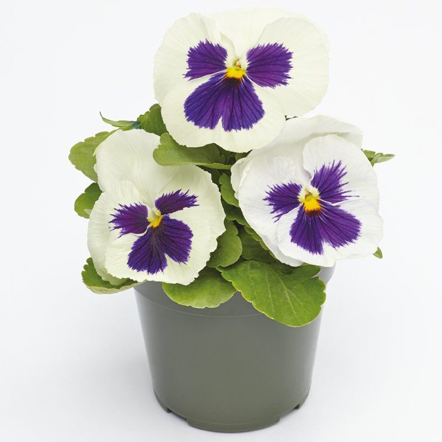 Hercai Menekşe Çiçeği