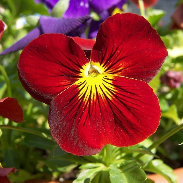 Hercai Menekşe Çiçeği