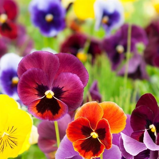 Hercai Menekşe Çiçeği