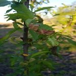 Şeftali Yaprak Kıvırcıklığı Hast. Belirtileri, Nedenleri Ve Mücadesi