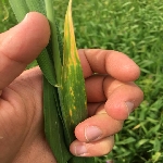 Buğdayda Septorya Yaprak Lekesi Belirtileri, Nedenleri Ve Mücadelesi Buğdayda Septorya Yaprak Lekesi Belirtileri, Nedenleri Ve Mücadelesi