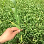 Buğdayda Septorya Yaprak Lekesi Belirtileri, Nedenleri Ve Mücadelesi Buğdayda Septorya Yaprak Lekesi Belirtileri, Nedenleri Ve Mücadelesi