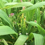 Buğdayda Septorya Yaprak Lekesi Belirtileri, Nedenleri Ve Mücadelesi Buğdayda Septorya Yaprak Lekesi Belirtileri, Nedenleri Ve Mücadelesi