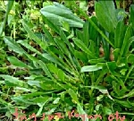 Yabancı Otlara Karşı İlaç Listesi Yabancı Otlara Karşı İlaç Listesi