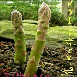 Yabancı Otlara Karşı İlaç Listesi Yabancı Otlara Karşı İlaç Listesi