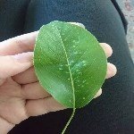 Armut Yaprak Uyuzu Nedir? Zararları Ve Mücadele Yöntemleri