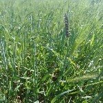 Buğday Rastığı Hast. Belirtileri, Nedenleri Ve Mücadele Yöntemleri