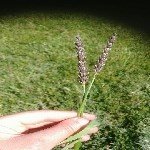 Buğday Rastığı Hast. Belirtileri, Nedenleri Ve Mücadele Yöntemleri