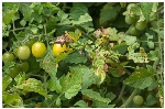Domateste Erken Yaprak Yanıklığı Hastalığı
