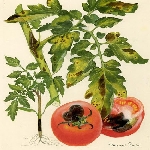 Domateste Erken Yaprak Yanıklığı Hastalığı