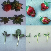 Çilekte Bor Noksanlığı