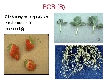 Çilekte Bor Noksanlığı