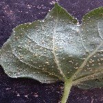 Yaprak Biti Nedir? Zararları Ve Mücadele Yöntemleri