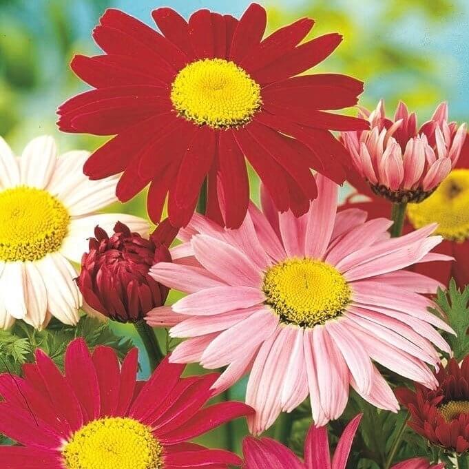 Kasımpatı Çiçeği