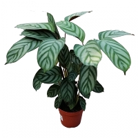 Kalatya (Tavus Kuşu) Çiçeği