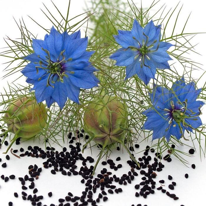 Çörekotu Yetiştiriciliği Nasıl Yapılır? Çörekotu Yetiştiriciliği Nasıl Yapılır?