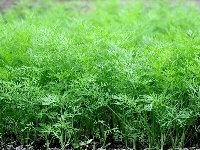 Dereotu Yetiştiriciliği Nasıl Yapılır?